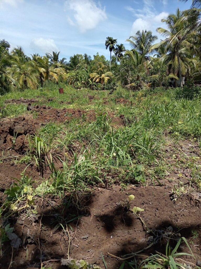 ජංාජඩ
